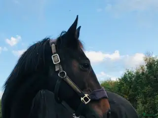 hästar Fint avelssto - Annons 3