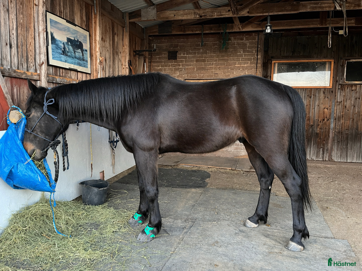  hästar 🌟 Din nya kompis?  - Annons 2