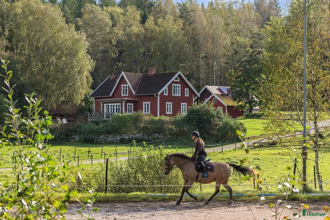 Allround hästar till salu: Charmig, stilig D-ponny ♡  - Annons 5