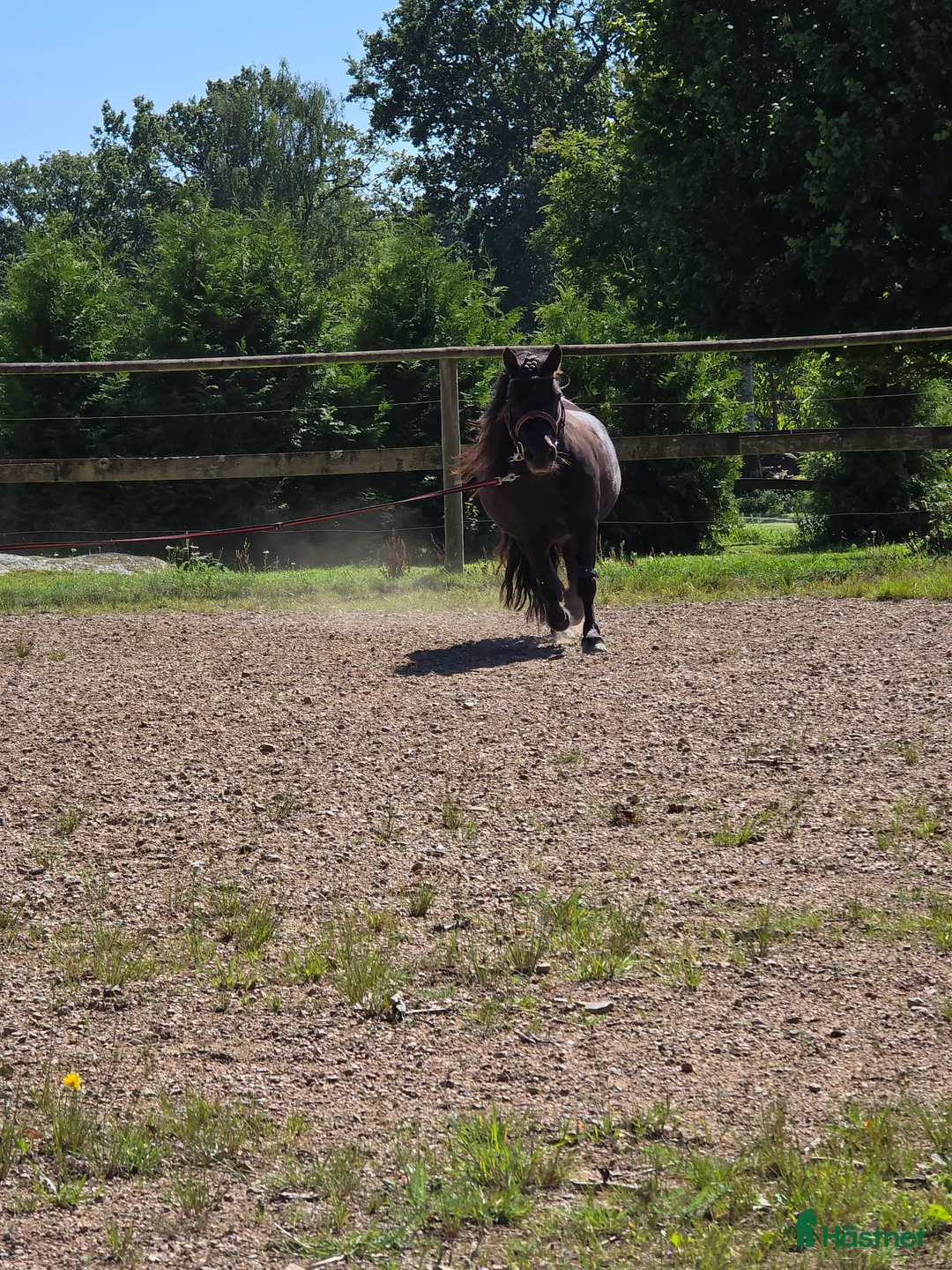  foderhäst finnes: Shetlandsponny till satsande ryttare i Växjö - Annons 2