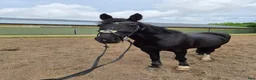 Hoppning hästar till salu: D ponny  i Bjuv - Annons 3