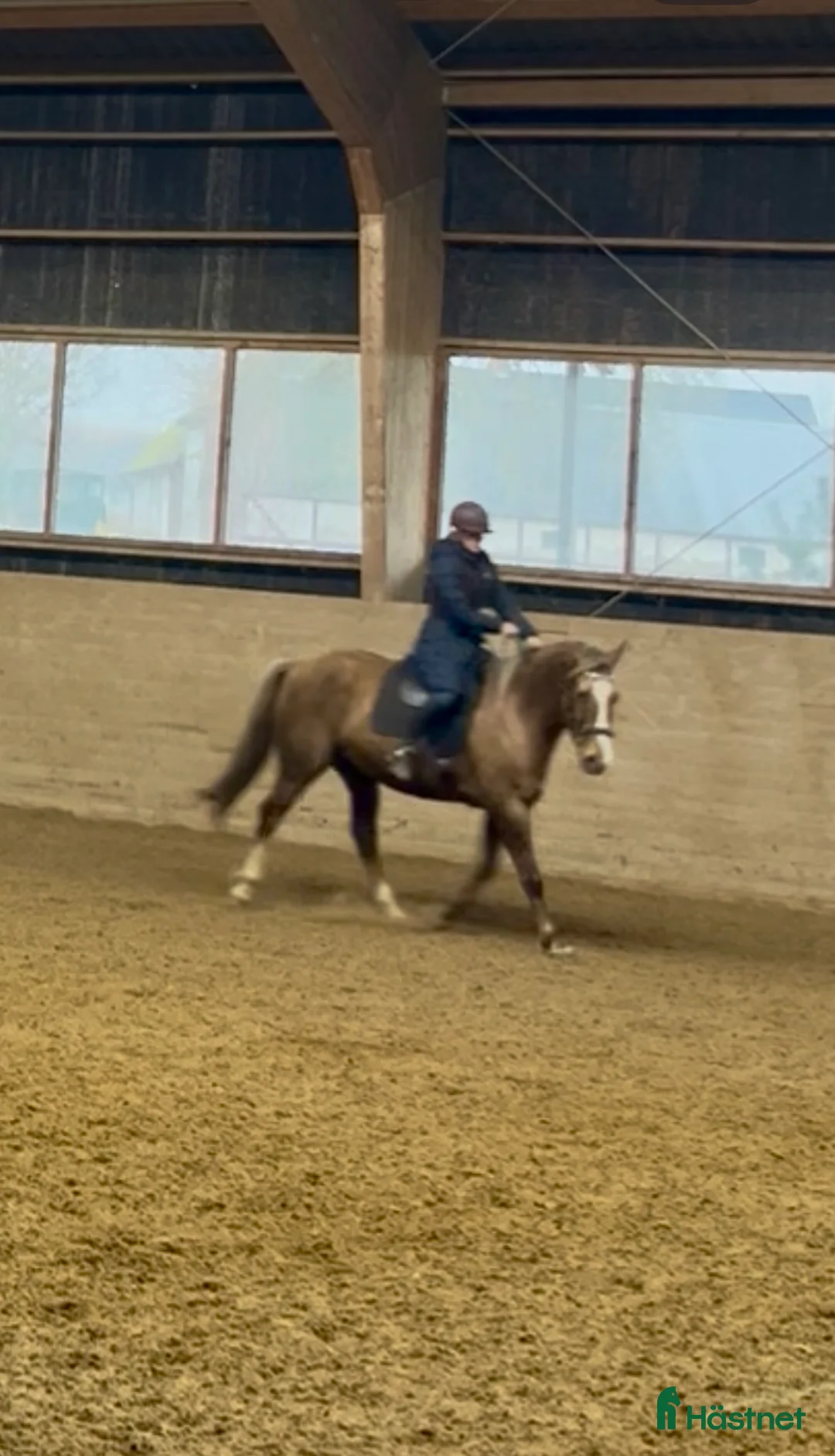 foderhäst finnes: Foder inom Skåne/halland/blekinge  i Oxie - Annons 2