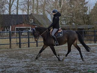 hästar 🎀 Utvecklingsbart 6års sto ev byte - Annons 6