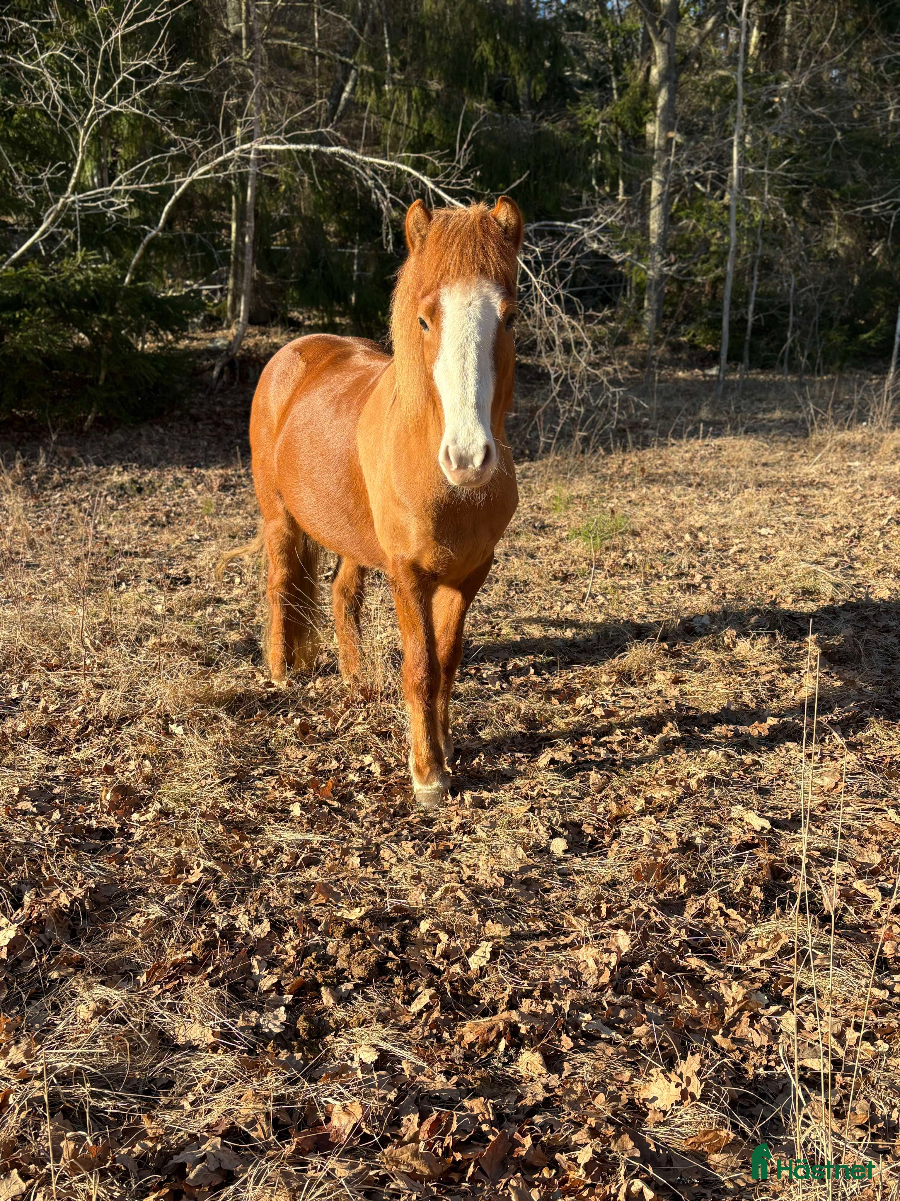  hästar Träning/tävling/lyxig skogsmulle i Handen - Annons 5