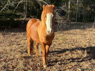 hästar Islandsto som lämpar sig för det mesta i Handen - Annons 2
