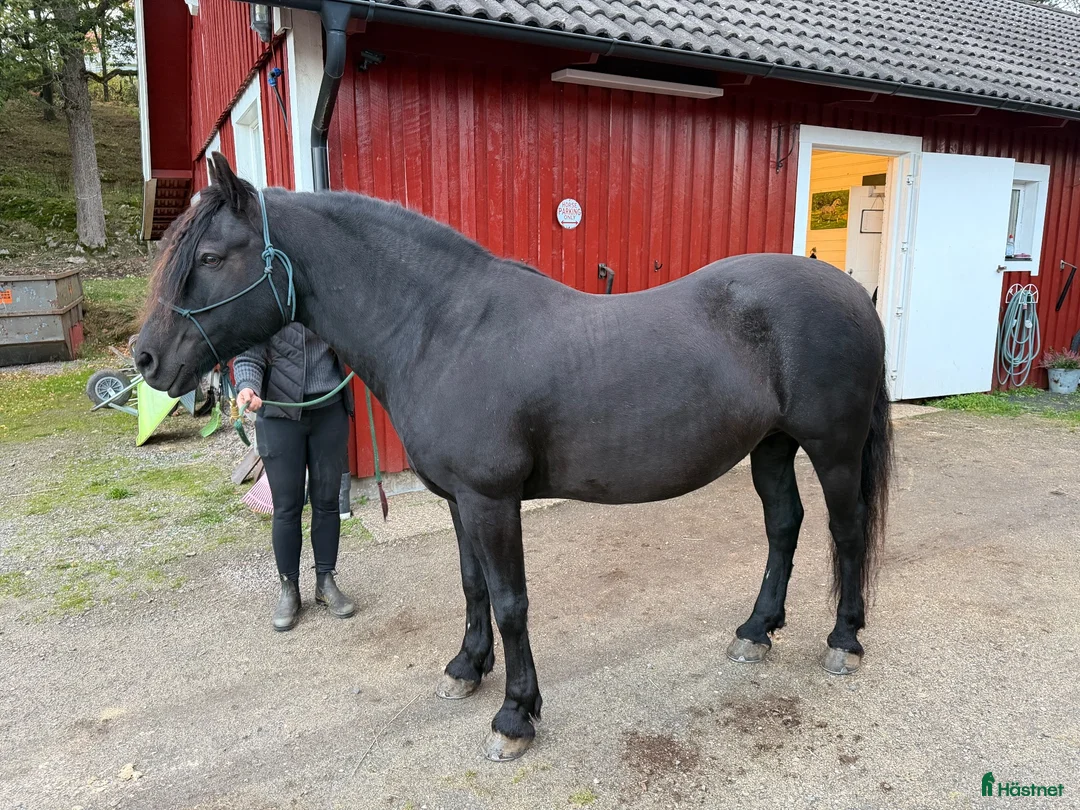 Western hästar till salu: Underbar kallblodtravare - Annons 6