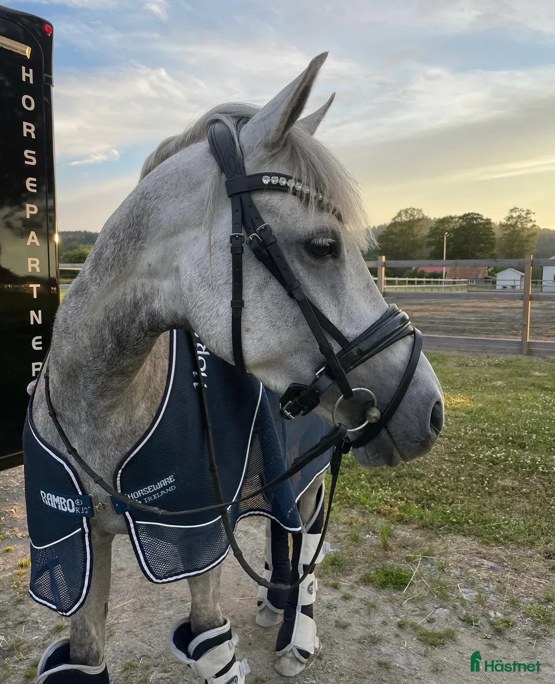 Dressyr hästar till salu: Världens bästa ponny - Annons 2