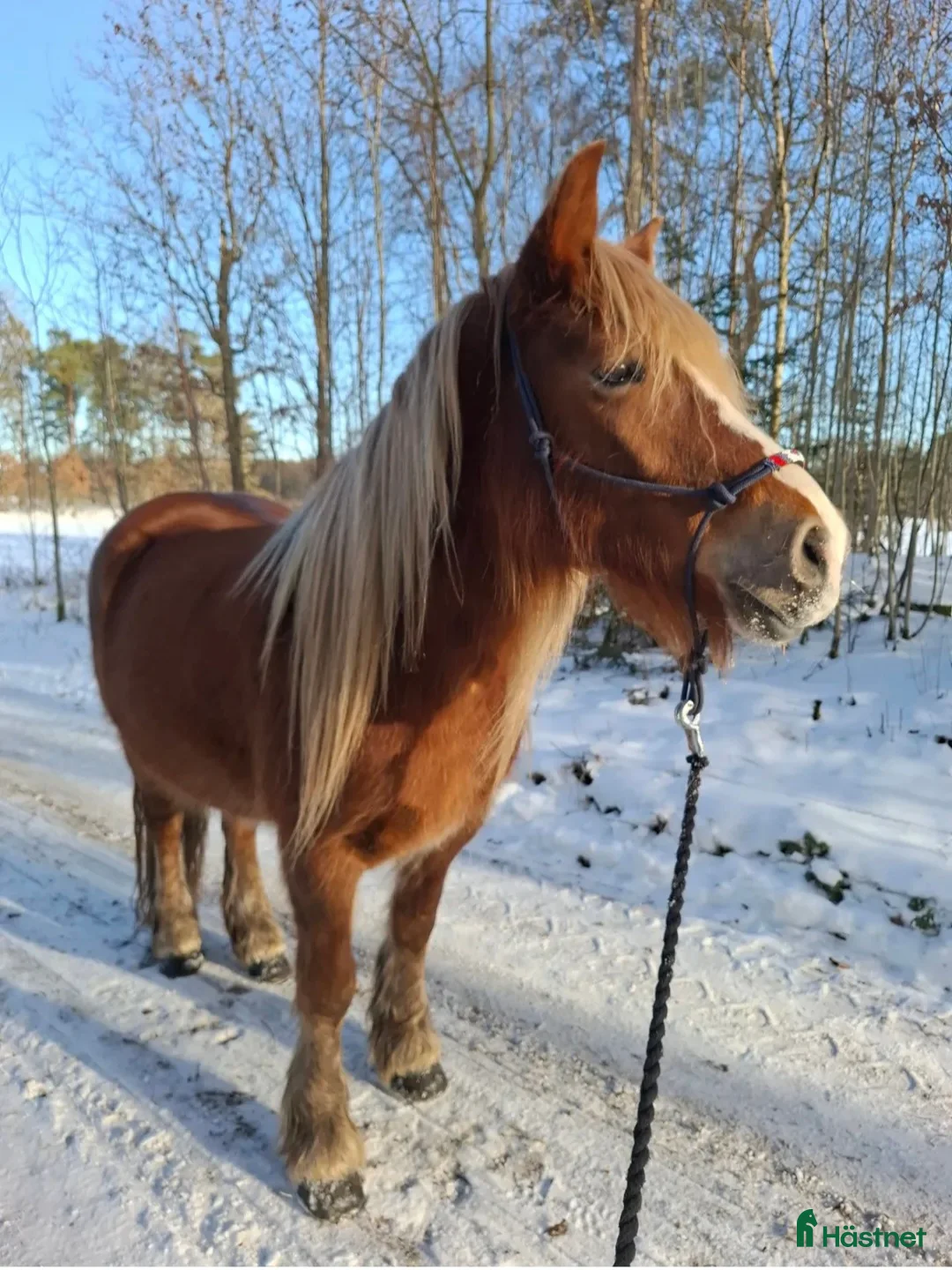 Avelshästar hästar till salu: Snyggt Nordsvenkt sto - Annons 1