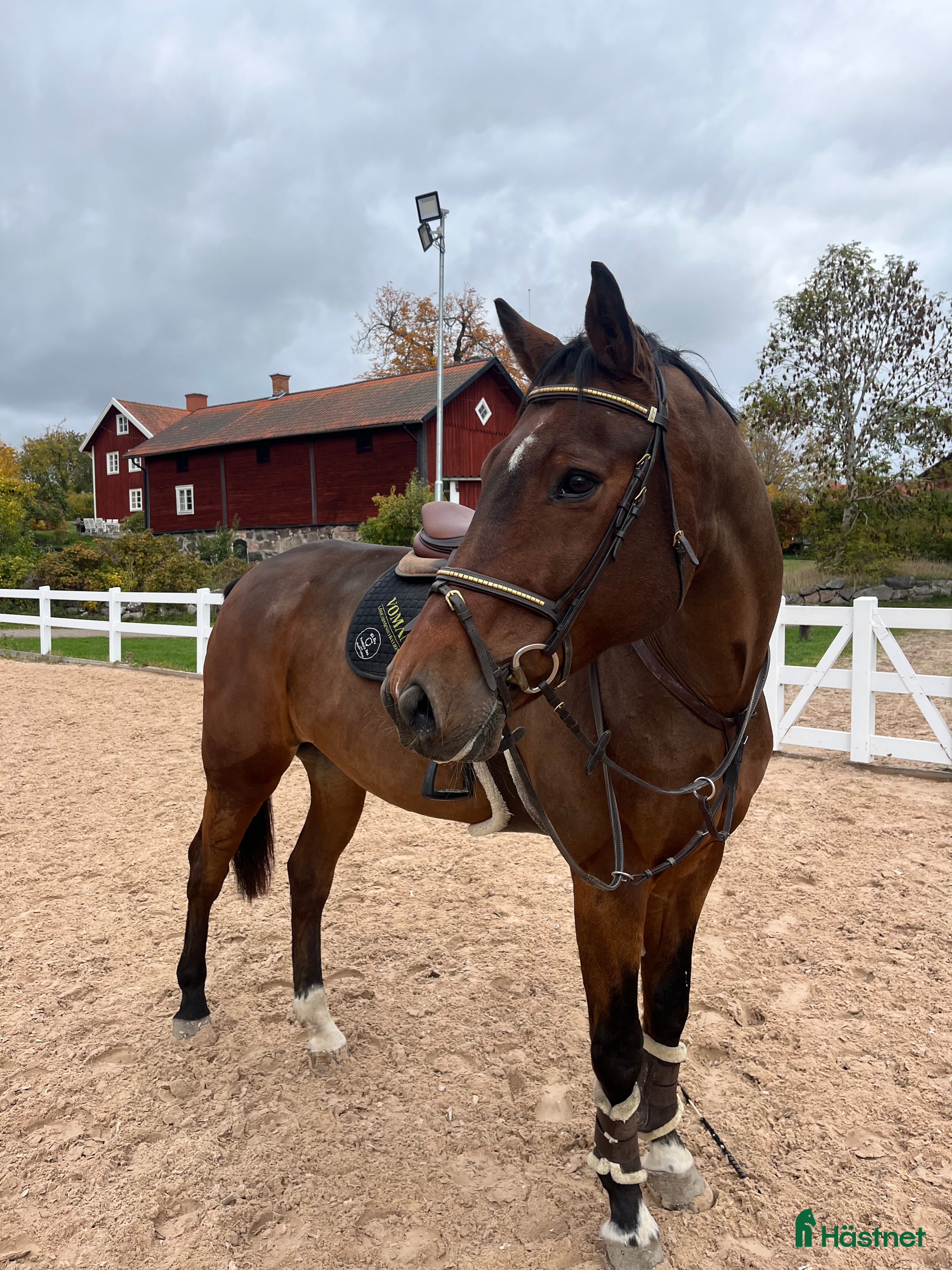  hästar Läromästare  - Annons 4