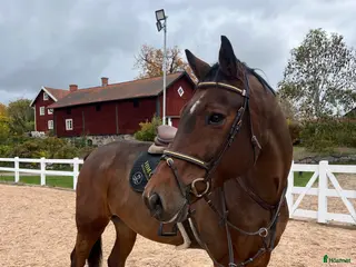 hästar Läromästare - Annons 4