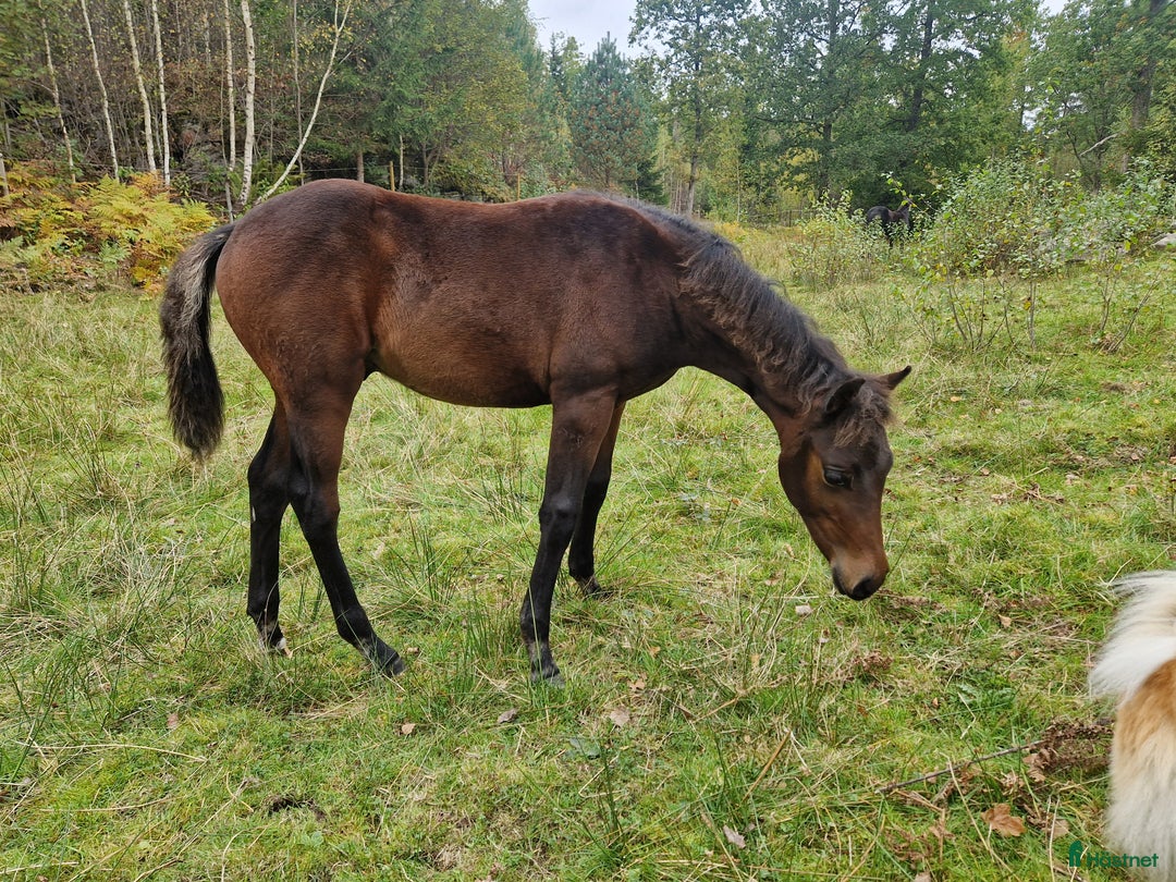 Allround hästar till salu: Morgan Hingstföl i Sätila - Annons 2