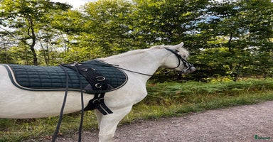  hästar Connemarakorsning söker bästavän  i Eksjö - Annons 5