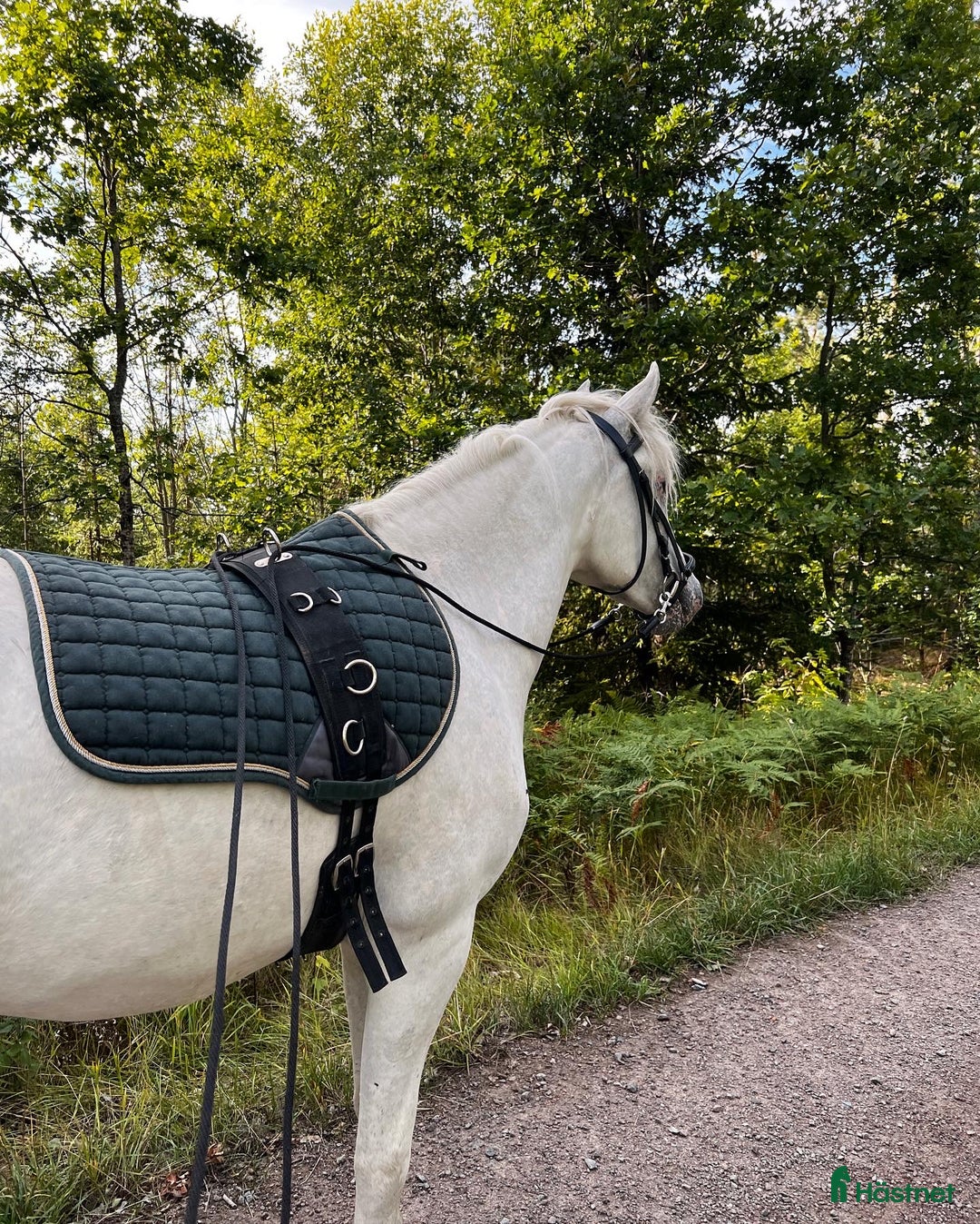 Allround hästar till salu: Connemarakorsning söker bästavän  i Eksjö - Annons 3