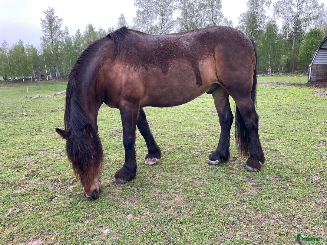  medryttarhäst finnes: Gunnar söker medpysslare /medryttare. - Annons 2