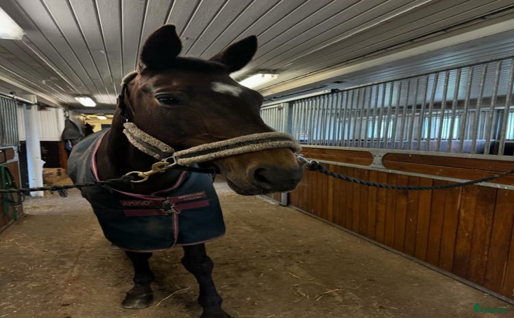  hästar i Vellinge - Annons 1