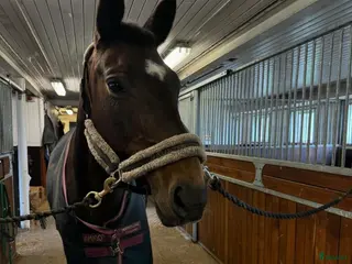 hästar Välstammad hobbyhäst i Vellinge - Annons 6