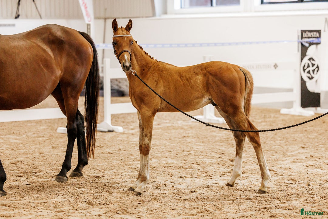 Fälttävlan hästar till salu: Fälttävlansämne med 8,5p för galopp!  i Björkvik - Annons 4