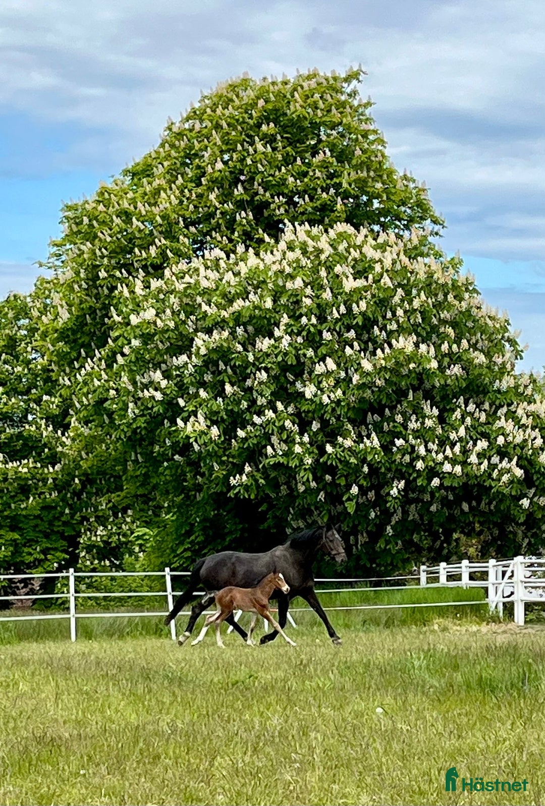 Hoppning hästar till salu: Lovande hingstföl med bra hoppstam i Trelleborg - Bild 5