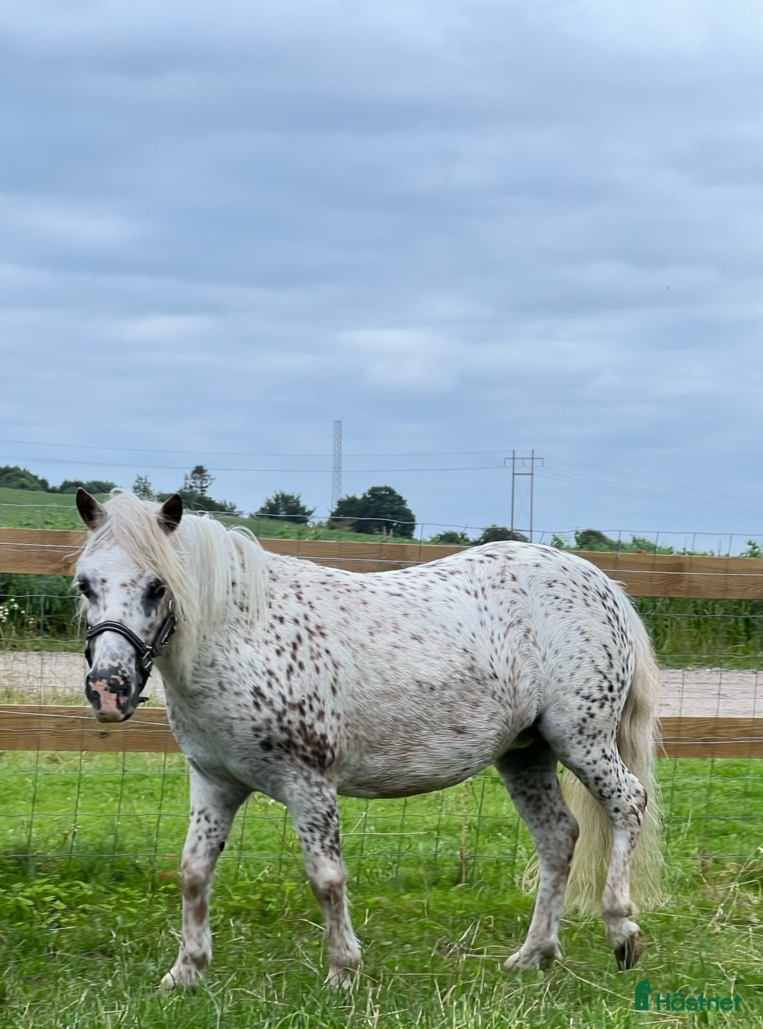 Övrigt hästar till salu: Smukkeste Knapstrupper Shettis - Annons 2