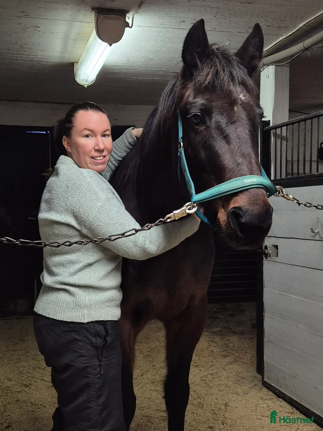 Övrigt hästar sökes: Tanthäst/Skogsmulle sökes - Annons 1