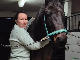 hästar Tanthäst/Skogsmulle sökes - Annons 11