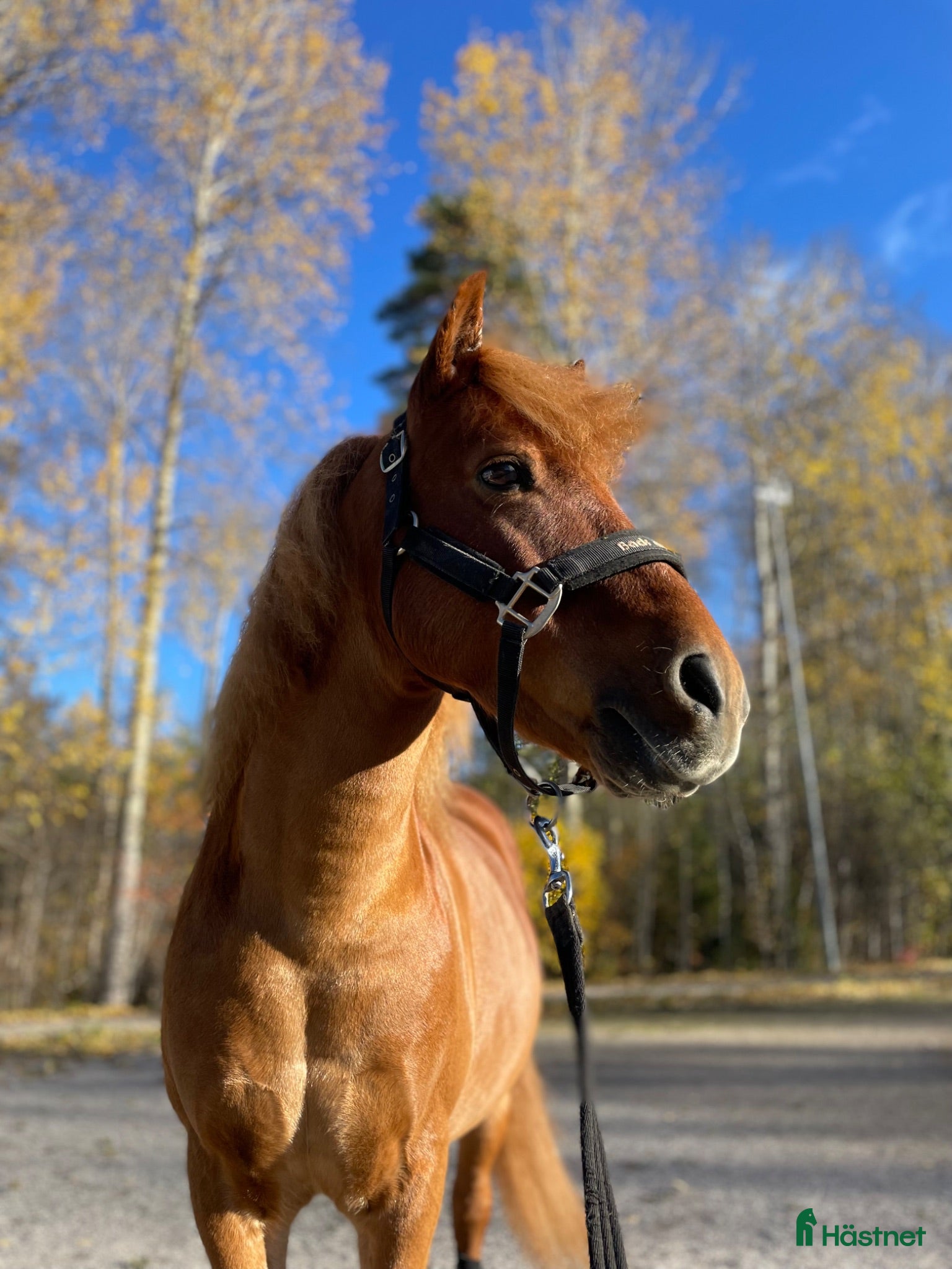  hästar Nu söker min älskade Diesel en ny bästis!  - Annons 1