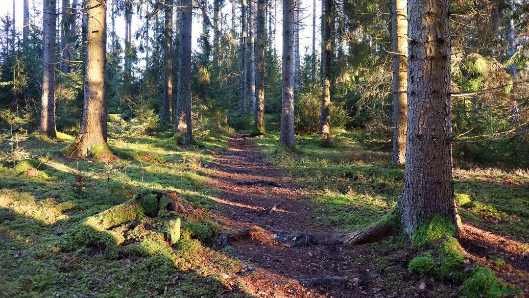  stallplats finnes: Stallplats med ridhus nära Norrköping (liten häst) i Norrköping - Annons 6