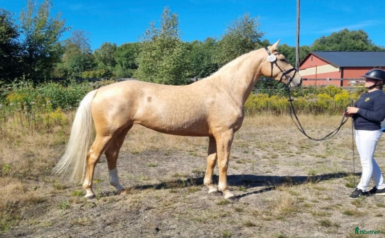  hästar i Skurup - Annons 10