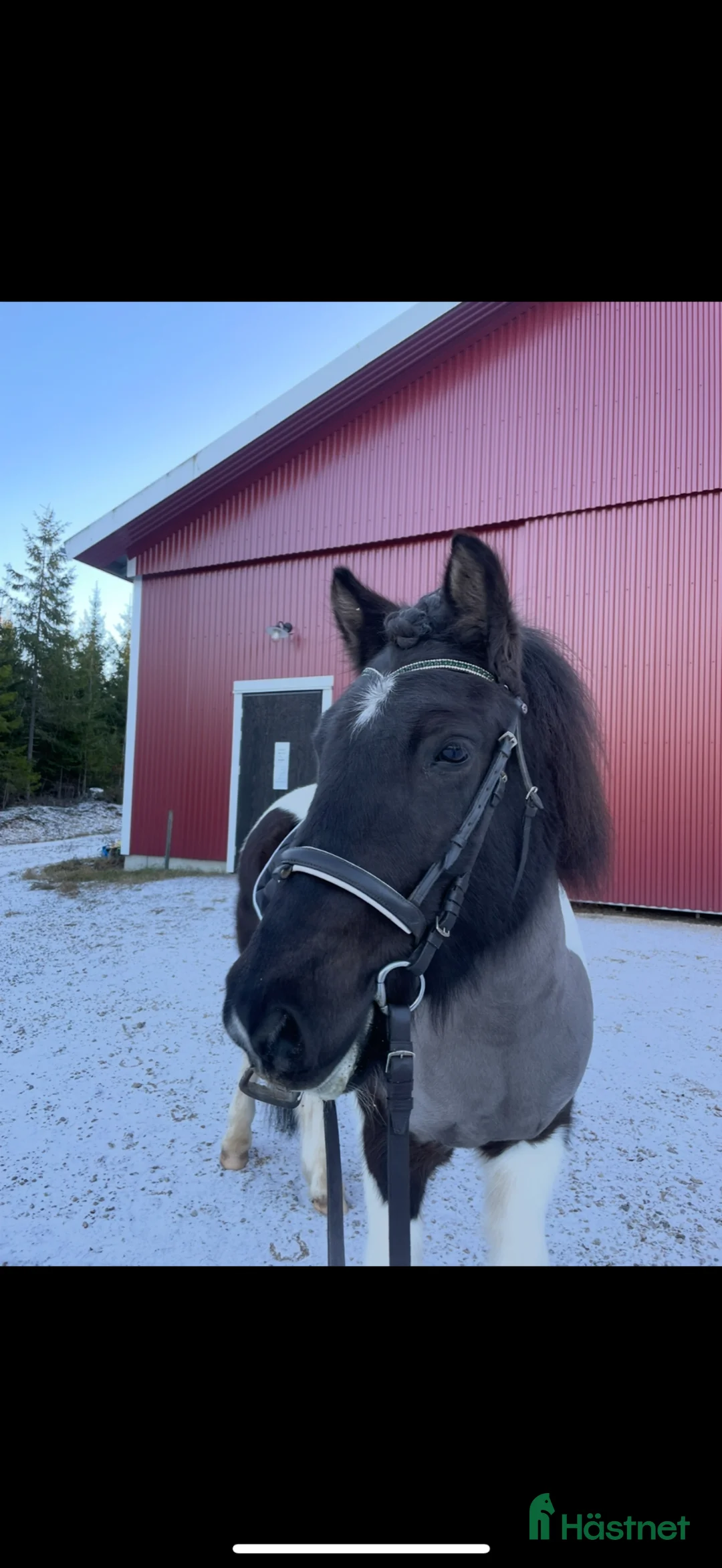 Island hästar till salu: Islandshäst perfekt mor&dotter häst - Annons 3