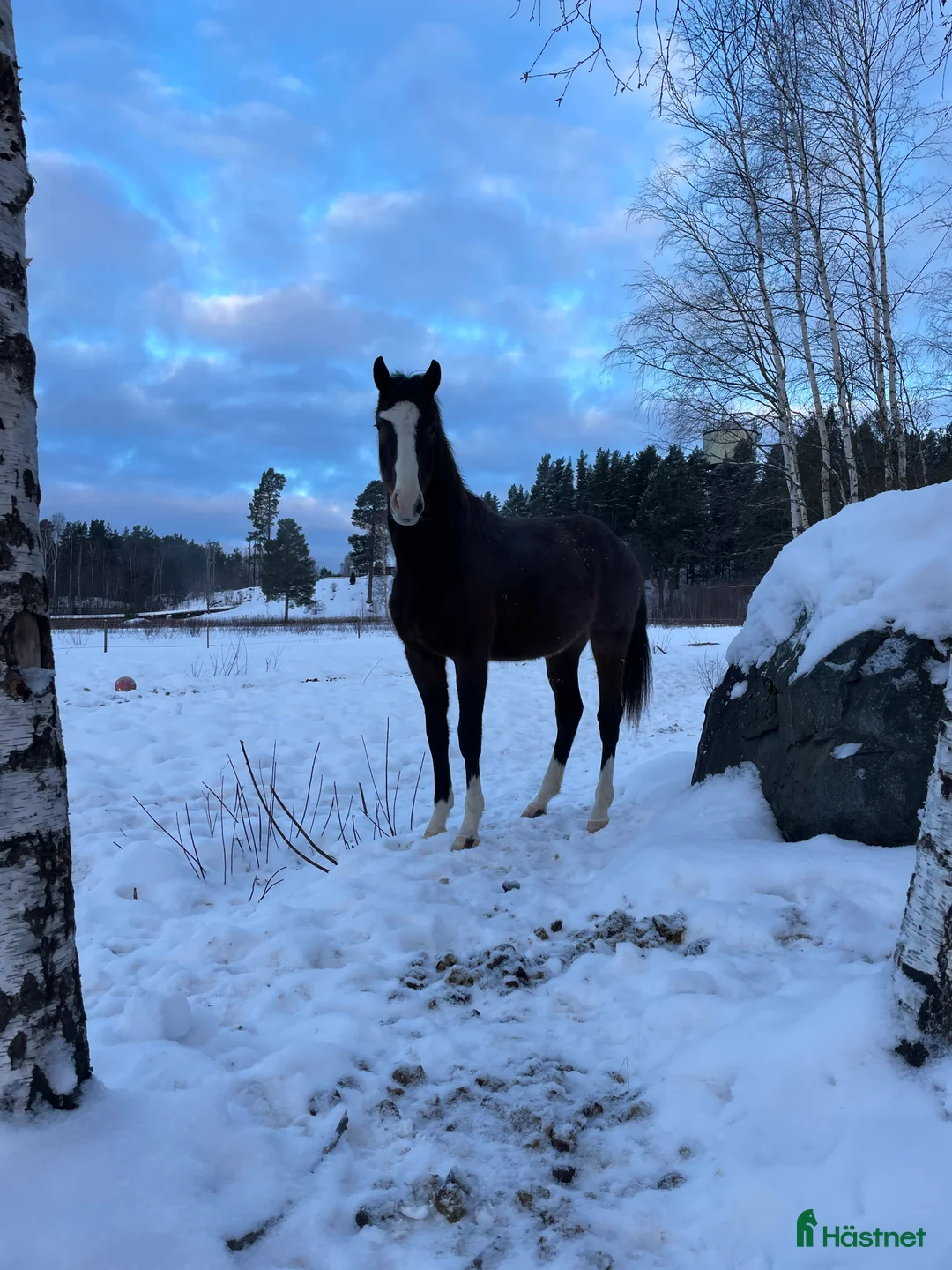 Dressyr hästar till salu: Snygg valack -24 e. Racoon - Topaasch 🌟 i Saxdalen - Annons 2