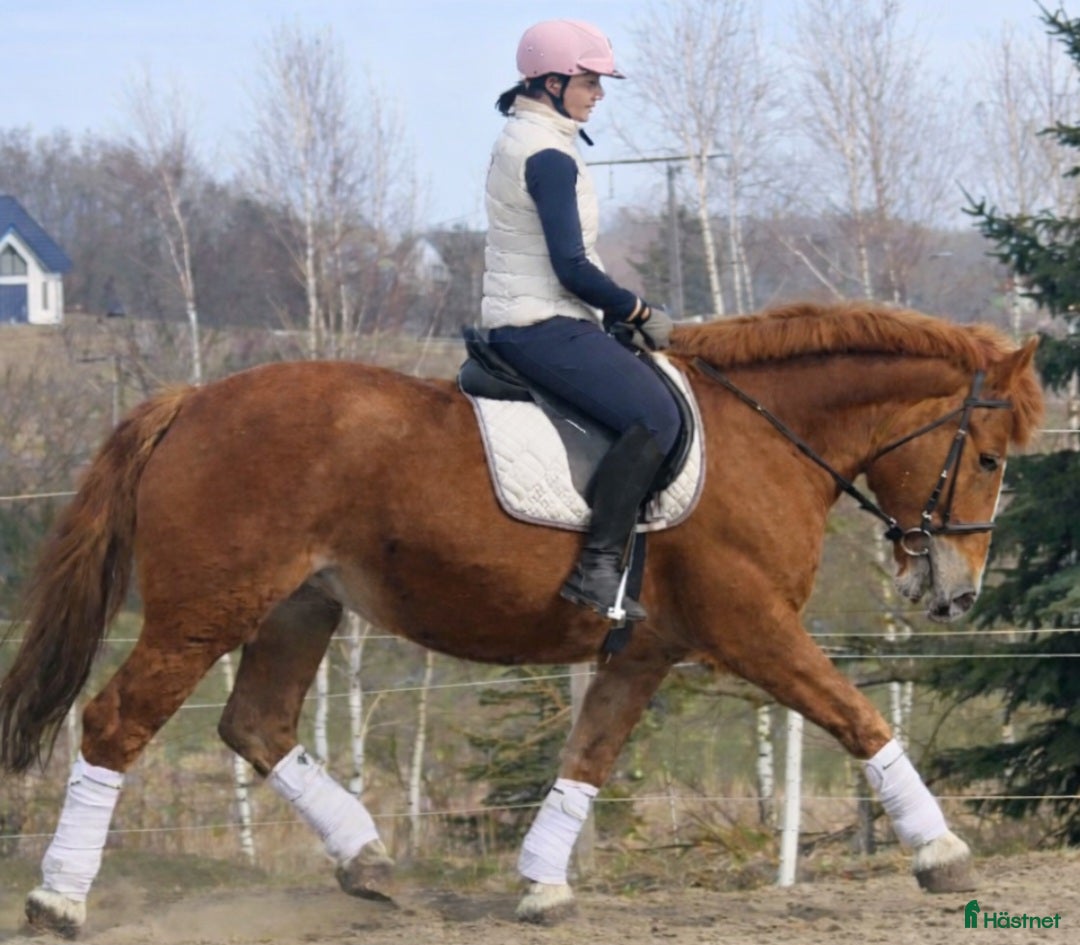  hästar Confidence giving Princess for everybody - Annons 1