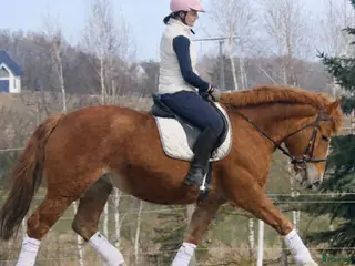 Allround hästar till salu: Confidence giving Princess for everybody - Annons 2