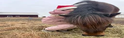  foderhäst sökes: Foderhäst sökes - Annons 1