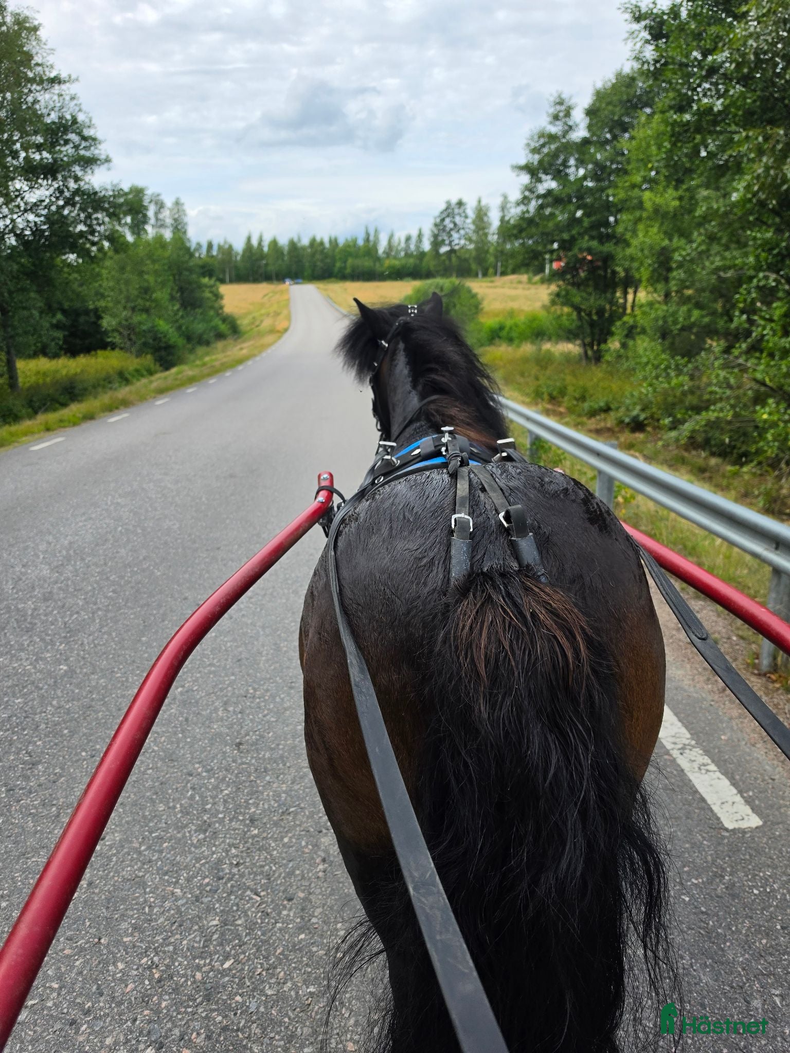  hästar Snäll, trygg och trafiksäker häst säljes - Annons 18