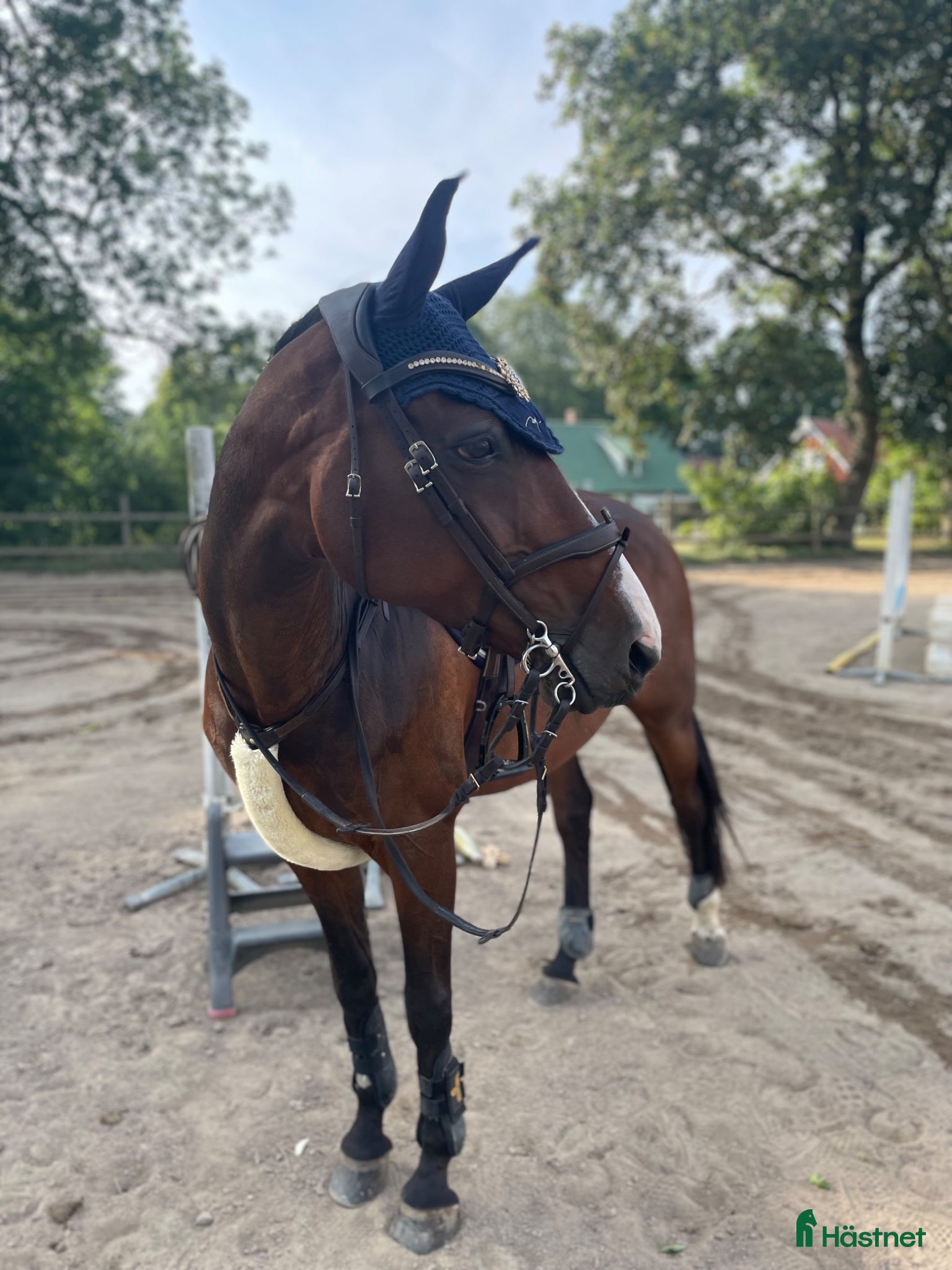  hästar Fantastisk läromästare  - Annons 2