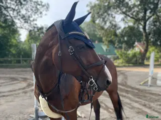 hästar Fantastisk läromästare - Annons 2