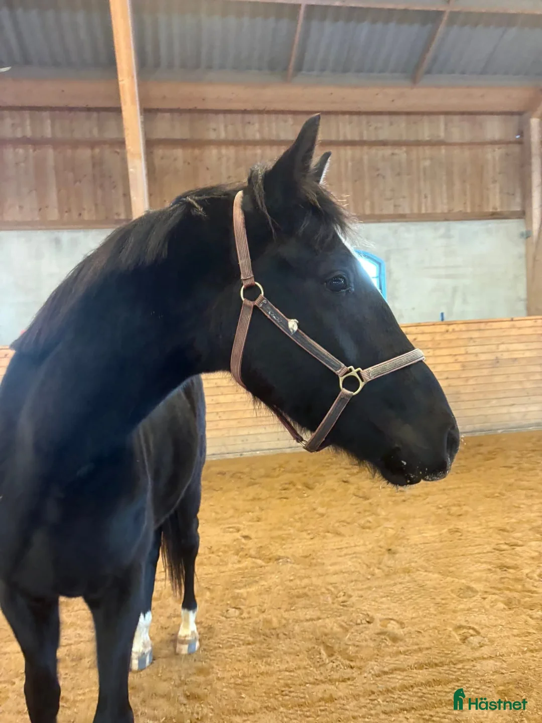 Dressyr hästar till salu: Snygg unghäst e.Jameson RS2  i Vadstena - Annons 2