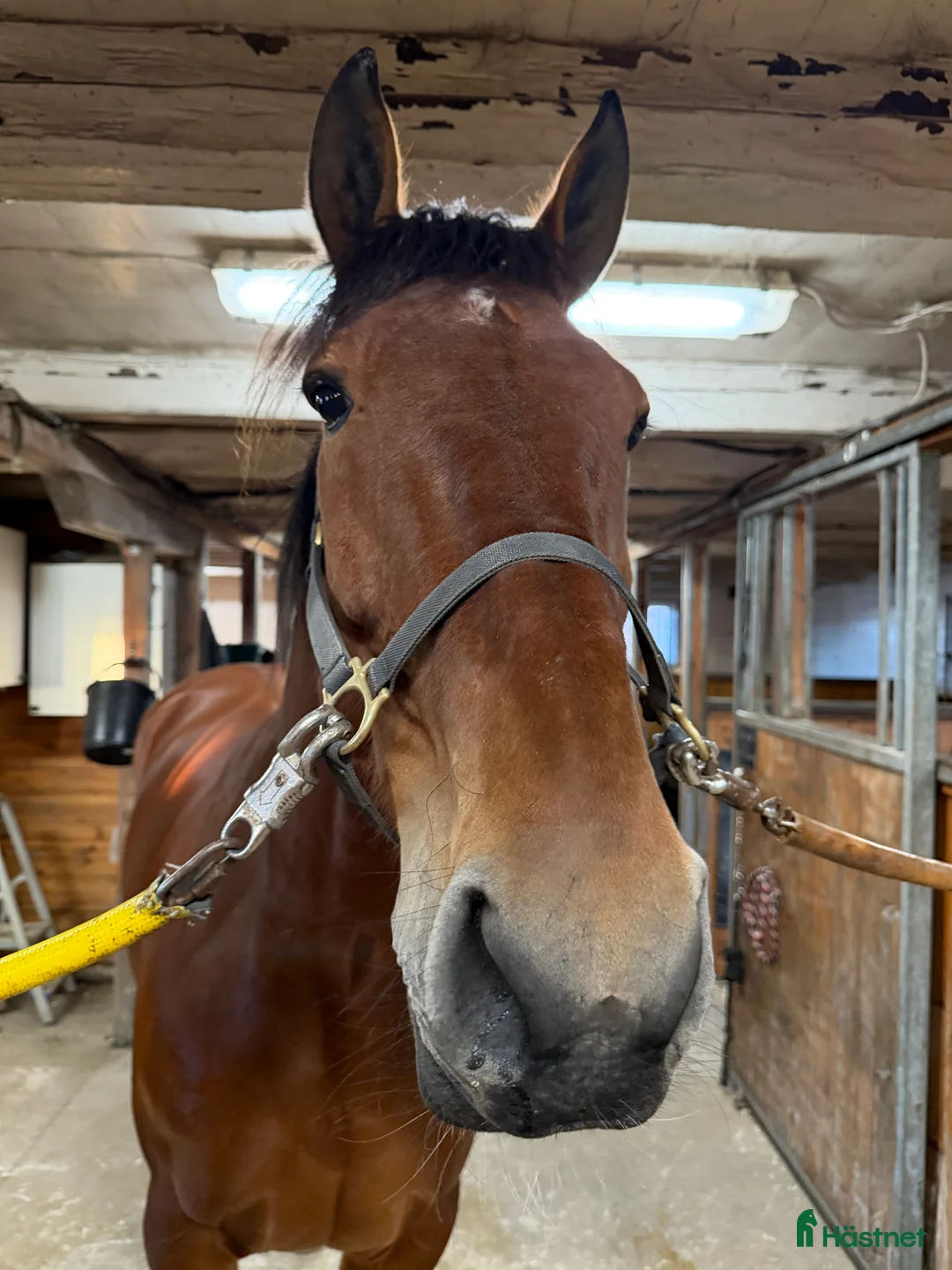 Sällskap hästar till salu: Inriden 8årig valack  i Halmstad - Annons 3