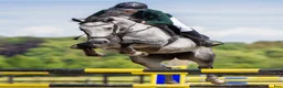 Hoppning hästar till salu: Schoolmaster, childenhäst, juniorhäst - Annons 2