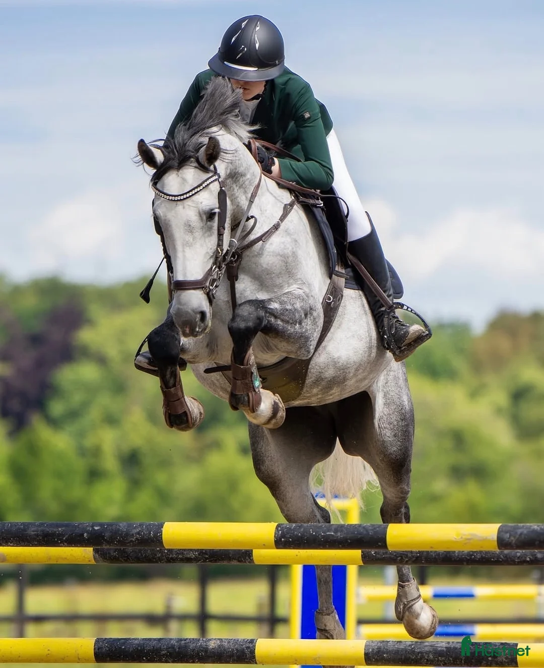 Hoppning hästar till salu: Schoolmaster, childenhäst, juniorhäst - Annons 2