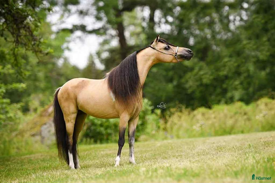 Allround hästar till salu: Mycket lovande AMHA unghingst i Knivsta - Annons 4