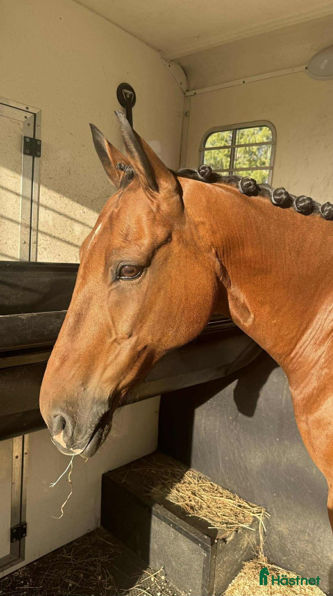 Dressyr hästar till salu: FEI Dressyrponnyn som hänger med på allt i Njurunda - Annons 6