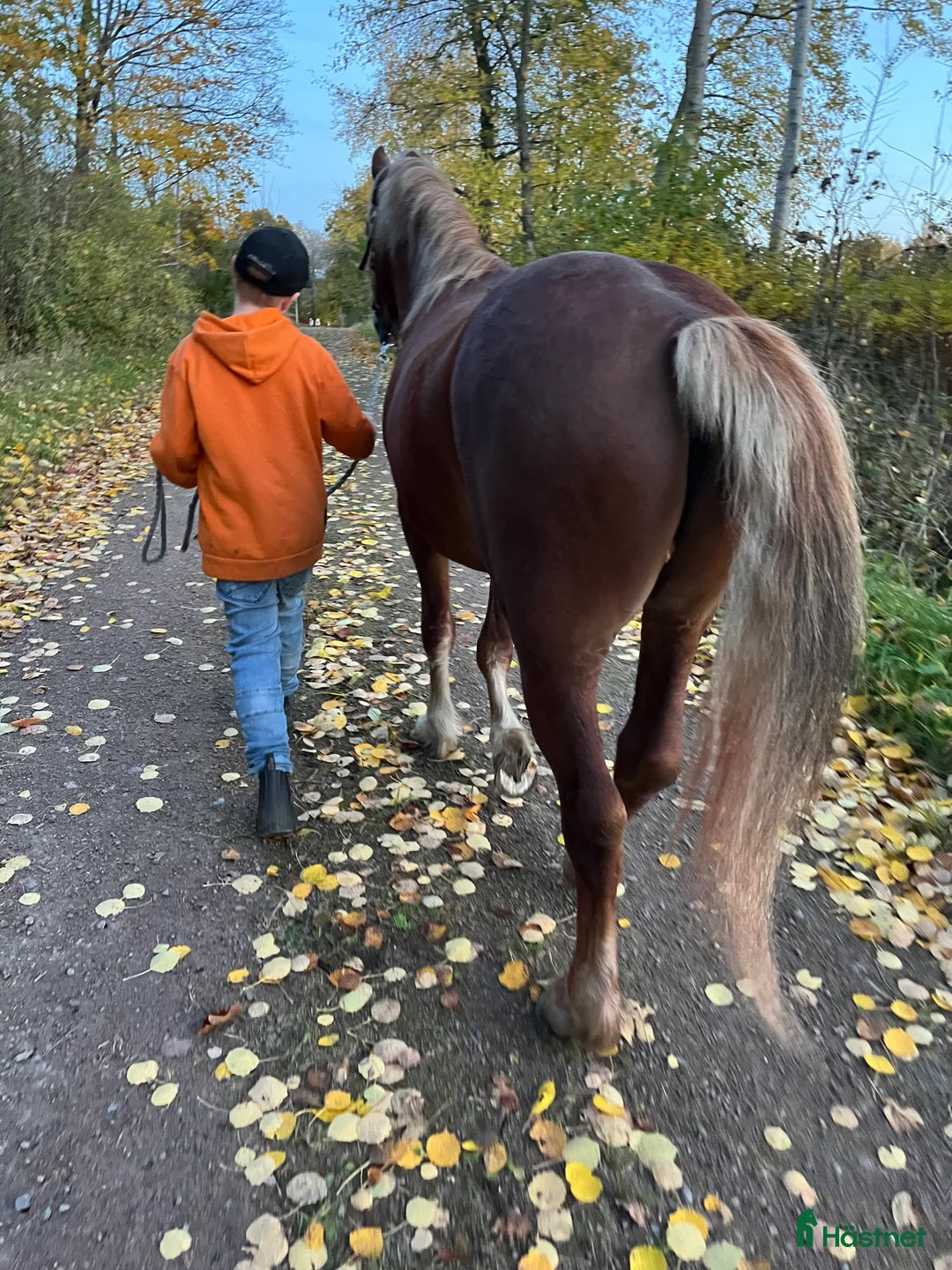 Allround hästar till salu: Welsh Cob valack  i Åtvidaberg - Annons 3