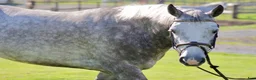 Allround hästar till salu: Talangfull 5-årig connemara - Annons 3