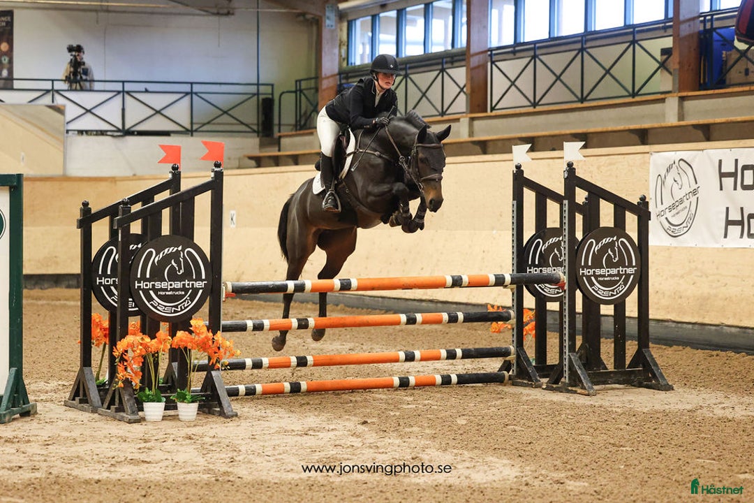 Hoppning hästar till salu: Diadora VS - Young rider/Junior häst med kapacitet i Borrby - Bild 3