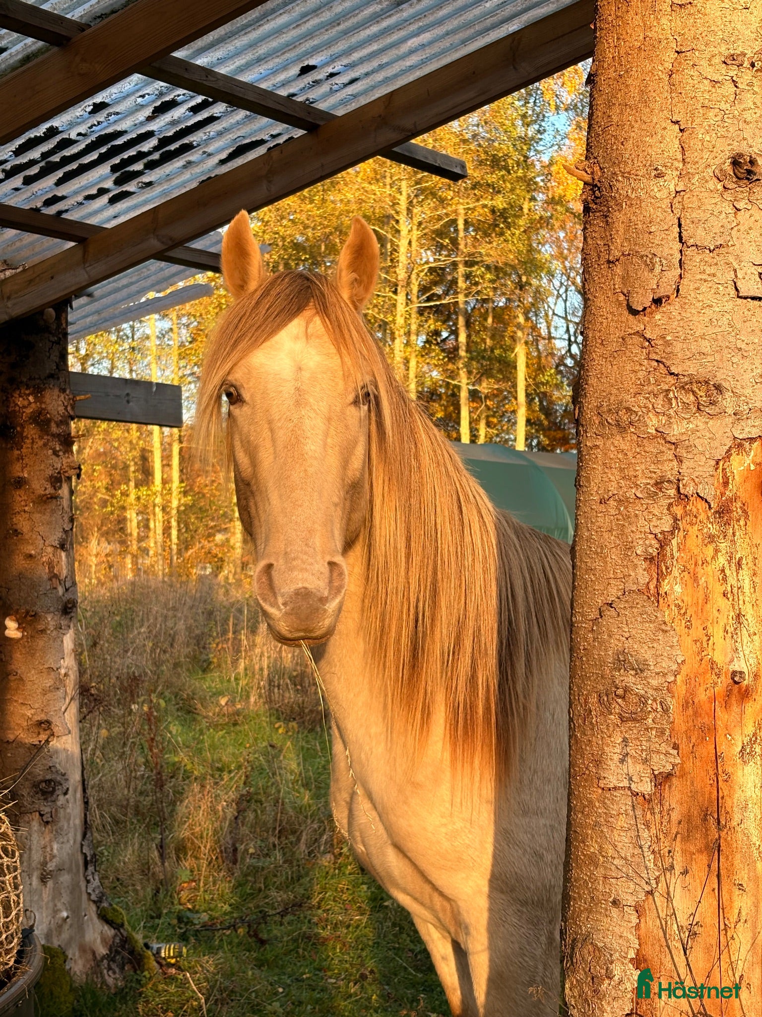  hästar Ovanlig ras! Töltande med mycket ovanlig färg  - Annons 2