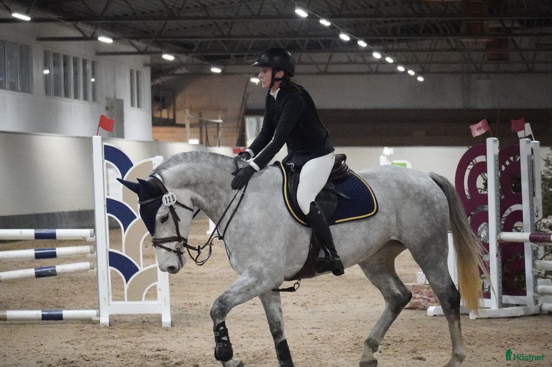  hästservice finnes: Utbildning, tävling och försäljning i Sala - Annons 3