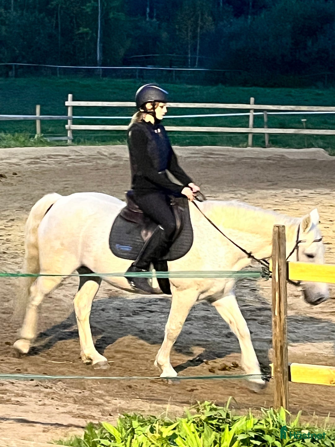  medryttarhäst finnes: Söker medryttarhäst i Täby - Annons 1