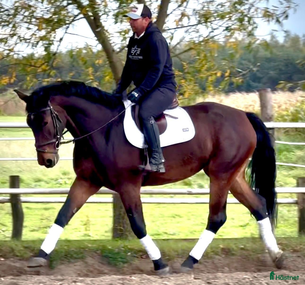  hästar Hera-6-yo-Silesian Mare |168 cm| Calm&Easy to Ride - Annons 2