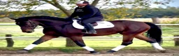 Allround hästar till salu: Hera-6-yo-Silesian Mare |168 cm| Calm&Easy to Ride - Annons 2